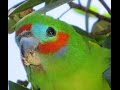Double-eyed Fig Parrot feeding in Red-leafed Fig.