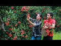 Fresh fruitful red rambutan harvest for dessert - Collect some vegetable around house for recipe