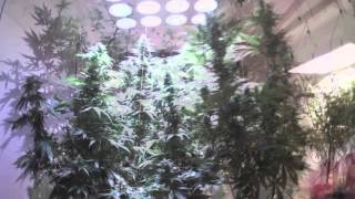 dj kush boogie - orchid