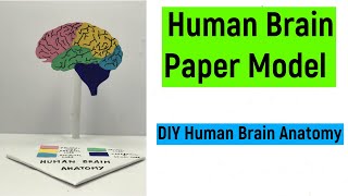 Human Brain Model making | Human brain paper model | Human brain anatomy | Science project | #diy