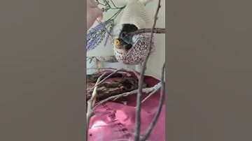 Not much is known about this little barn swallow nestling...