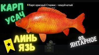 Русская рыбалка 4 озеро Янтарное КАРП УСАЧ russian fishing 4 РР4 lake Amber CARP FARM