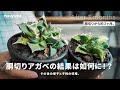 【大収穫】胴切りしたアガベのその後と収穫の様子。｜子株｜胴切り｜アガベチタノタ