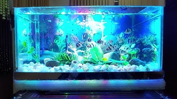 Cá Xecan ( Tứ Vân) khi bơi theo bầy rất đẹp mắt