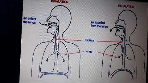 EL 306 Unit1 Mechanism of respiration by Ruchi mem GPC Pali