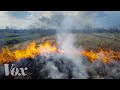 Forest Fire Management and Ecology