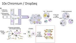 Famous MCB 182 Lecture 9.9 - scRNA-seq technologies Profile