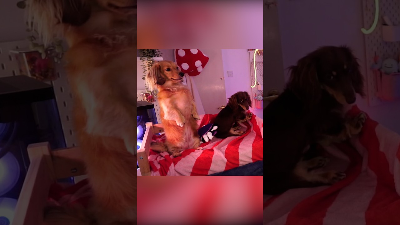 Dachshunds are so strange 😭