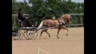Vineyard Classic 2012 Drew Callahan Intermediate Pony Dressage.mov