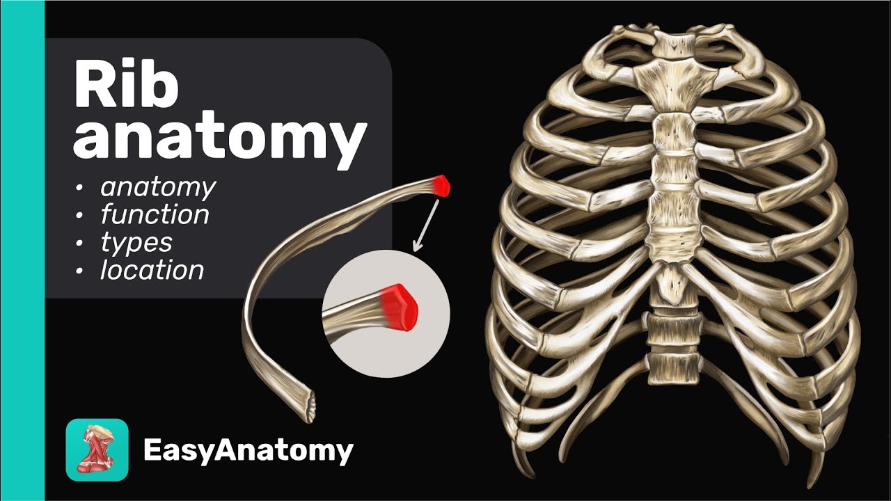 Types Of Ribs Anatomy