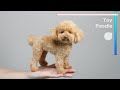羊毛フェルトで作るトイプードル / Toy Poodle