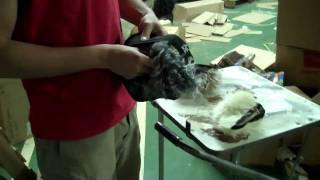 hair visor with 3 wig pieces