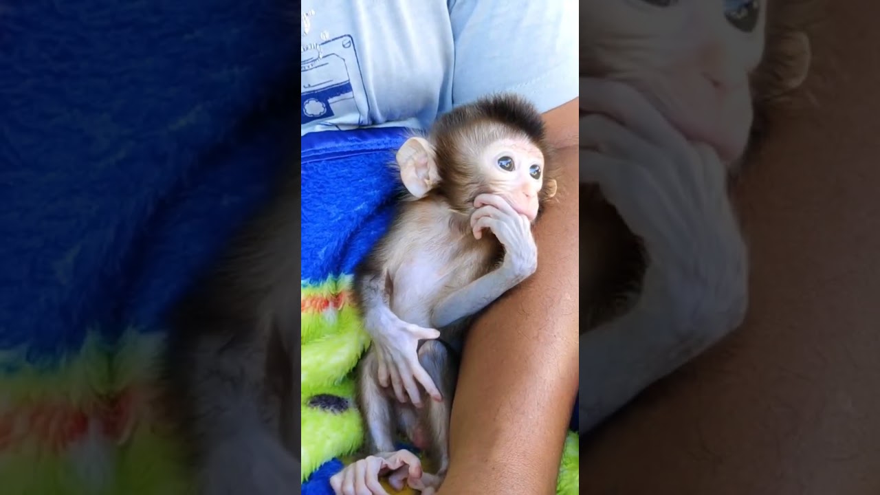 Adorable baby monkey😍 