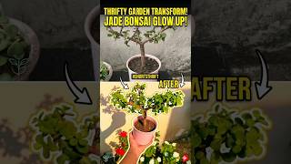 useful tips ke liye subscribe button click kre.#ytshort#jadetopiary#jadebonsai#garden#jadeplantcare