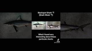 The Blackspot Shark 🦈 (Shark Week 🦈)