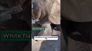 Treat the Fungal Infection on Your Giant Tortoise