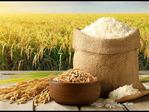 Sự tích hạt lúa _ Truyện cổ tích | Truyện kể cho bé - YouTube