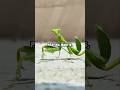 The Disturbing Reality of Praying Mantises #shorts #short