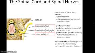 Anatomy 32 Lecture, Chapter 17