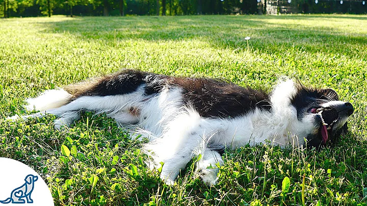 The 5 Signs Of Heatstroke In Dogs That Dog Owners MUST Know - DayDayNews