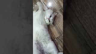 I have nothing to do 🤣🤣 #shorts #funny #cats #catlovers
