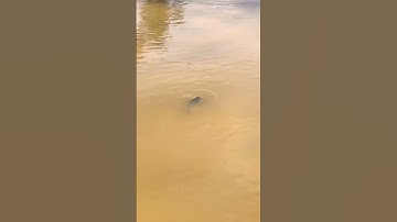 Giải cứu cá mắc cạn phần 2 | Chính Anh OT