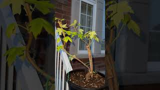 Backyard Maple Bonsai
