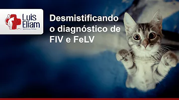 Como saber se um gato tem FIV FeLV?