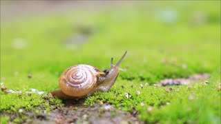 Slow down with Snails : Relax With Nature #Snail #naturelovers #macrovideography