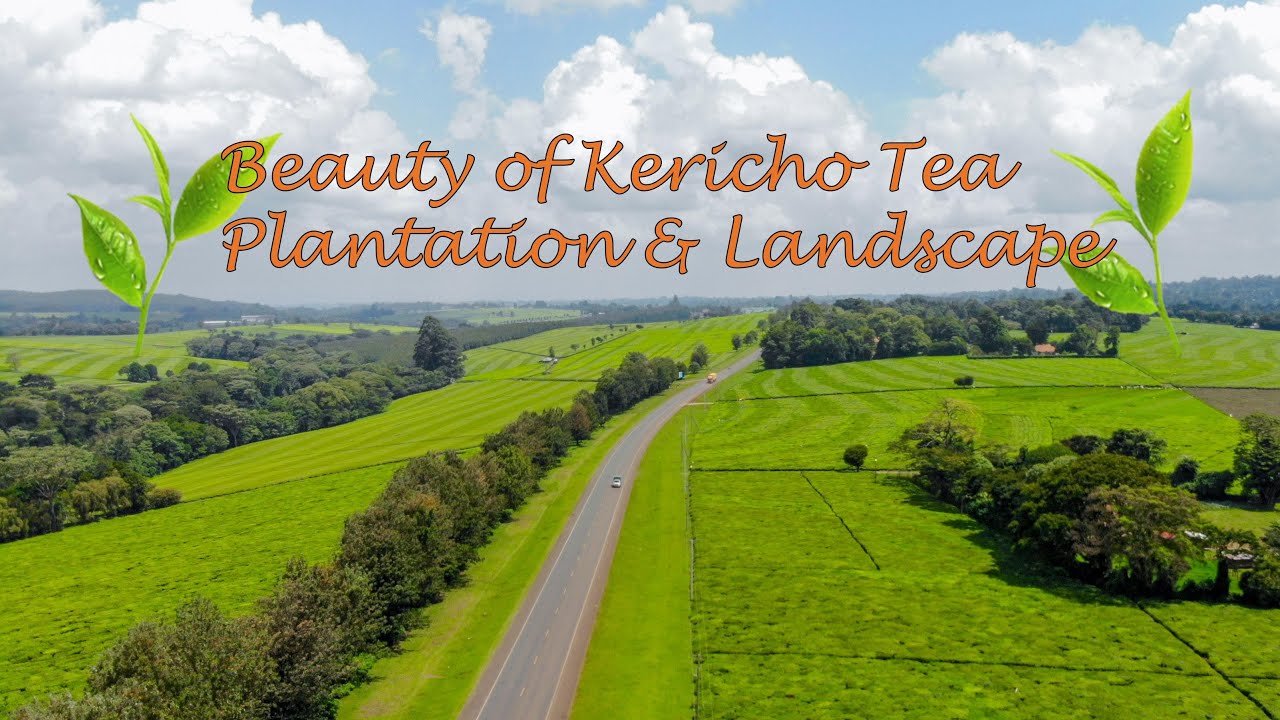 Tea plantation Kericho (Green Country, Kenya 🇰🇪, Africa, landscape)