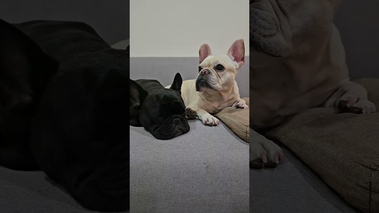 ゆき♥️  フレンチブルドッグ 確認画面♥️ 🤍白と黒…どちらが好みですか？🖤🐶フレンチブルドッグの家族