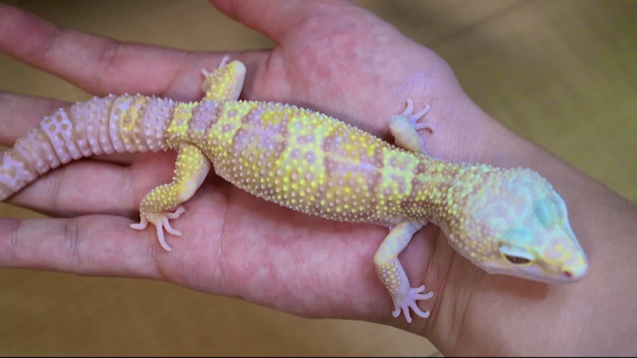 レオパ モルフ紹介 レインウォーターアルビノとは 他のアルビノとの違いなど You Reptiles Com レオパ モルフ紹介 レインウォーターアルビノとは 他のアルビノとの違いなど You Reptiles Com