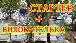 Стартер + Вихователька + Відводок на стару матку, з однієї сім'ї. Виводимо маток 2024 рік 25 квітня.