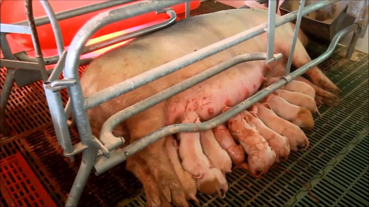 A disznók szülőszobája