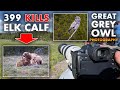 UNREAL Great Grey Owl Photography &amp; 5 Grizzly Bears Eating Elk - WILDLIFE PHOTOGRAPHY VLOG