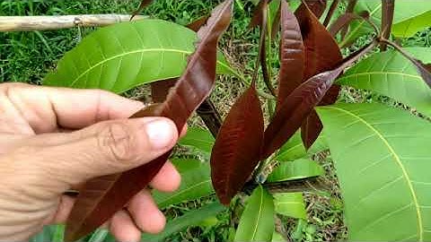 Cách trồng và chăm sóc cây xoài nhỏ