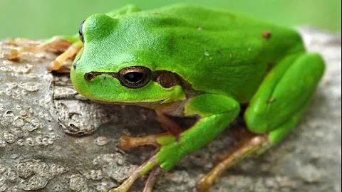 Hyla arborea или квакша обыкновенная. Содержание в домашних условиях