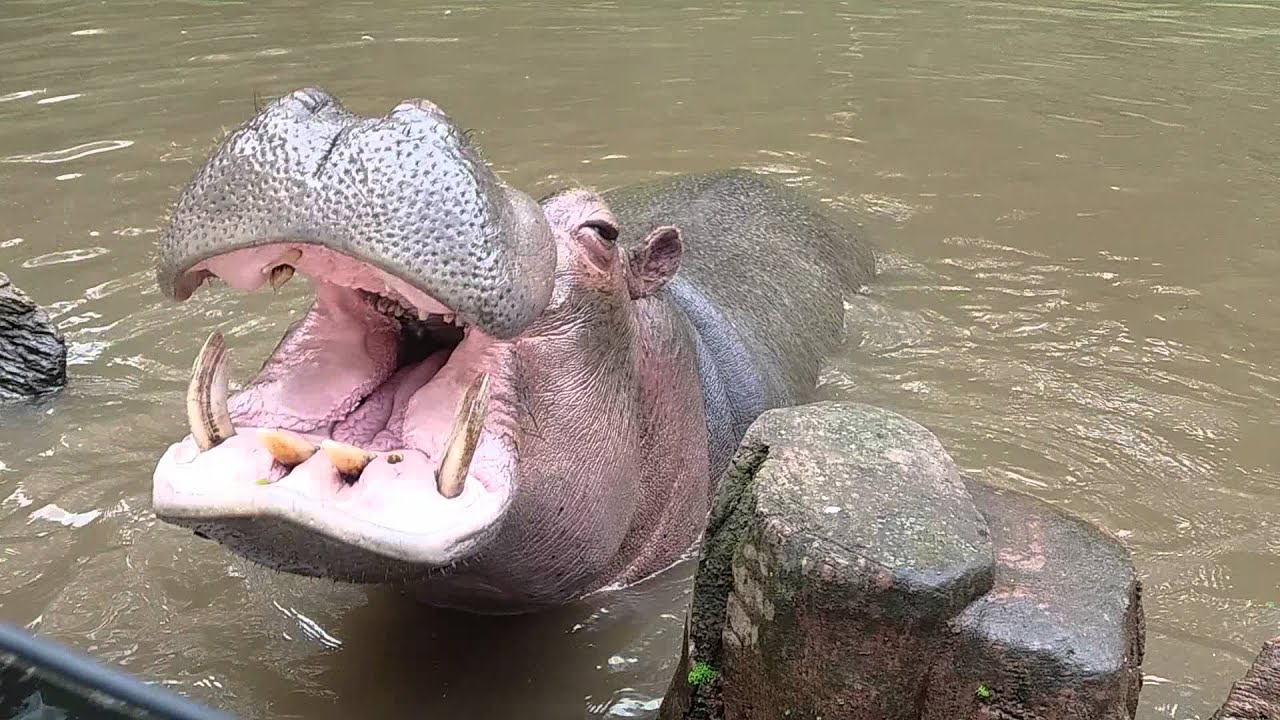 Hipopotamus at taman safari indonesia YouTube