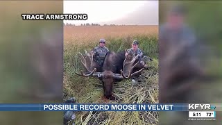 Moose in velvet to be possible world record holder