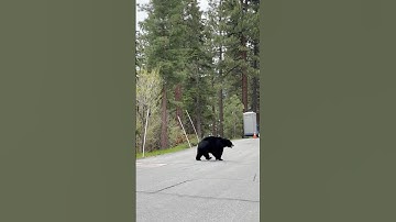 Bear in the Neighborhood #laketahoe