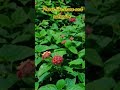 red flower #viral #shorts #youtubeshorts #trending