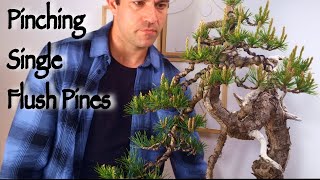 How to Pinch Single Flush Pines-The Quiet Art of Balance in Bonsai