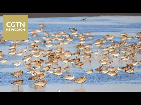 Стаи перелетных птиц после зимовки в южных широтах возвращаются в северные регионы Земли