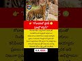 #Tiger #Godavari #APNews #Viral #Telugu