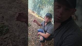Моделът 3 CARP е класическа въдица за шаранджийски риболов на три секции ..Линк в коментар ⬇️⬇️⬇️