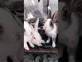 sweet rabbits 🥰 new song status video rabbits