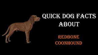 Quick Dog Facts About The Redbone Coonhound!