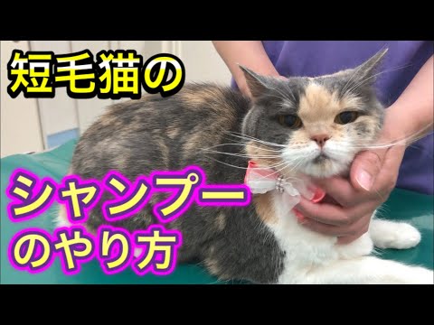 【短毛猫のシャンプー】必要?頻度は?どんなシャンプーを使えば良いの? hqdefault