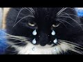 Самое грустное видео кота. Котик Матюша плачет! / Sad Crying Cat [English subtitles]