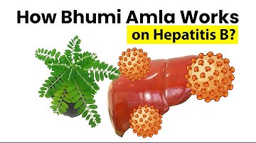 How Bhumi Amla Works for Hepatitis B English | Phyllanthus niruri